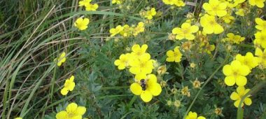 ČUŽU soo rada ja väävliallikad