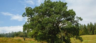 Kvēpenes linnus ja tammepuu