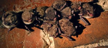 Daugavpilsi nahkhiirte keskus