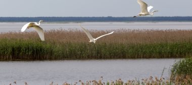 Looduskaitseala “Lubāna märgalad”