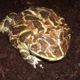 daugavpils-zoo3