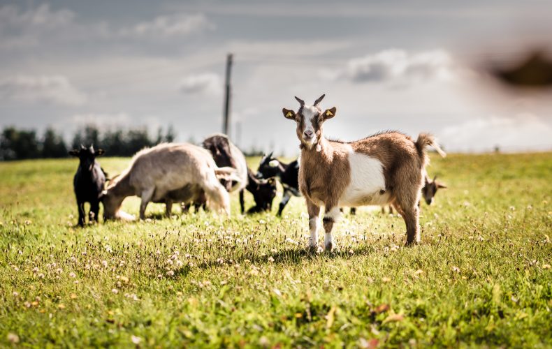 Aizpute-cirulu-zoo-14