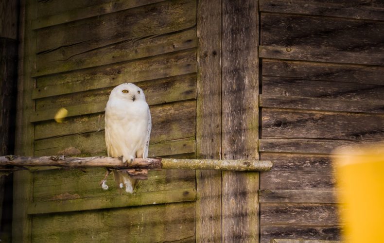 Aizpute-cirulu-zoo-18