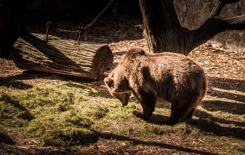 Aizpute-cirulu-zoo-22