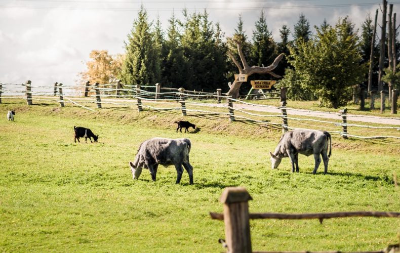 Aizpute-cirulu-zoo-6