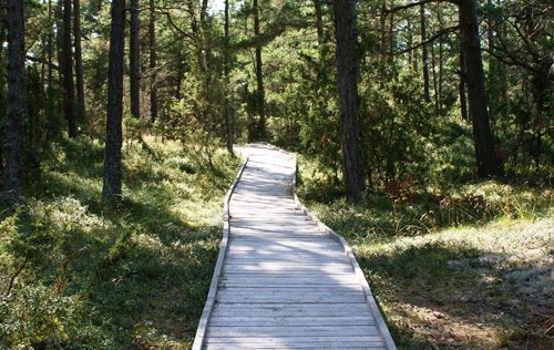 Dundaga_Kolkasraga_priezu