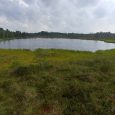 Kuldīga-kalnansu_purva_taka_3