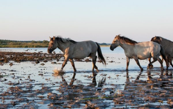 pape-savvaļas-zirgi2
