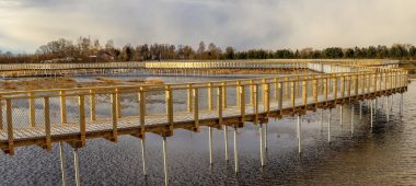 Puusillad Svēte alevikus asuvatel niitudel