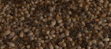 Vijciema Čiekurkalte