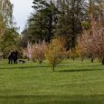 Rūjiena-Ternejas parks (2)