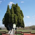 Rietekļa kadiķis