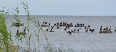 Kaltene loodusrada koos linnuvaatlustorniga