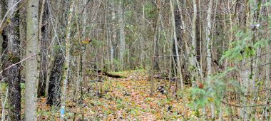 Eglukalnsi metsarada