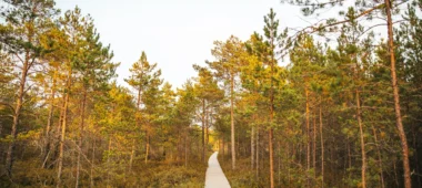 Musa Moori õpperada