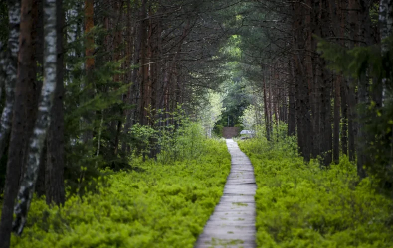lõvi-ciunys-varniku-intra-track