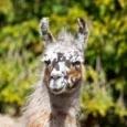 raksi-zoo-004