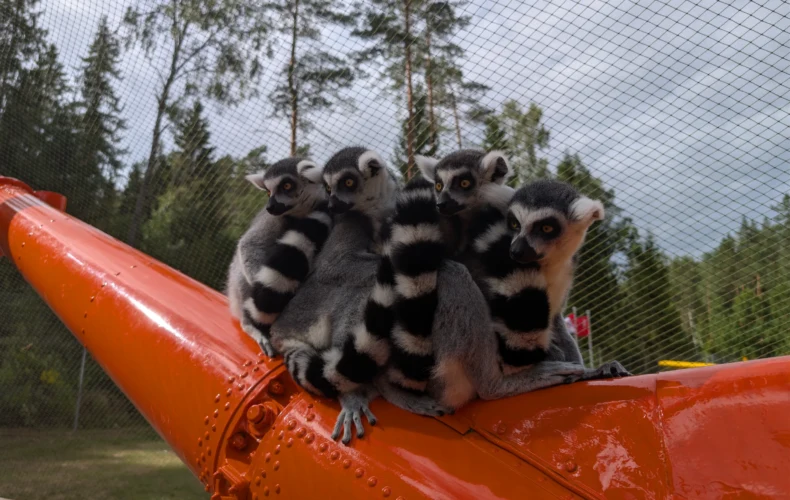 raksi-zoo-008
